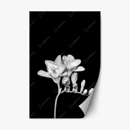 Adesivo riposizionabile fresia monocromatica elegante su sfondo nero • Wallissimo®