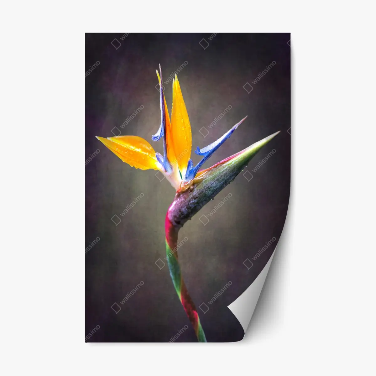 Adesivo riposizionabile strelitzia in primo piano: eleganza tropicale • Wallissimo®