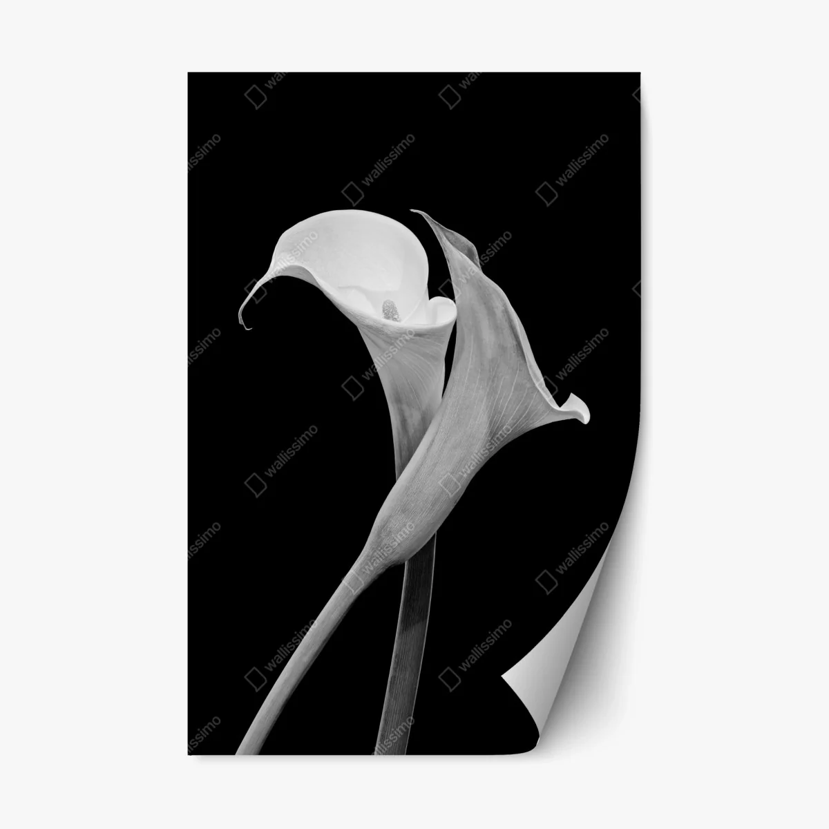 Adesivo riposizionabile eleganza di calla in bianco e nero • Wallissimo® Adesivo riposizionabile eleganza di calla in bianco e nero • Wallissimo®