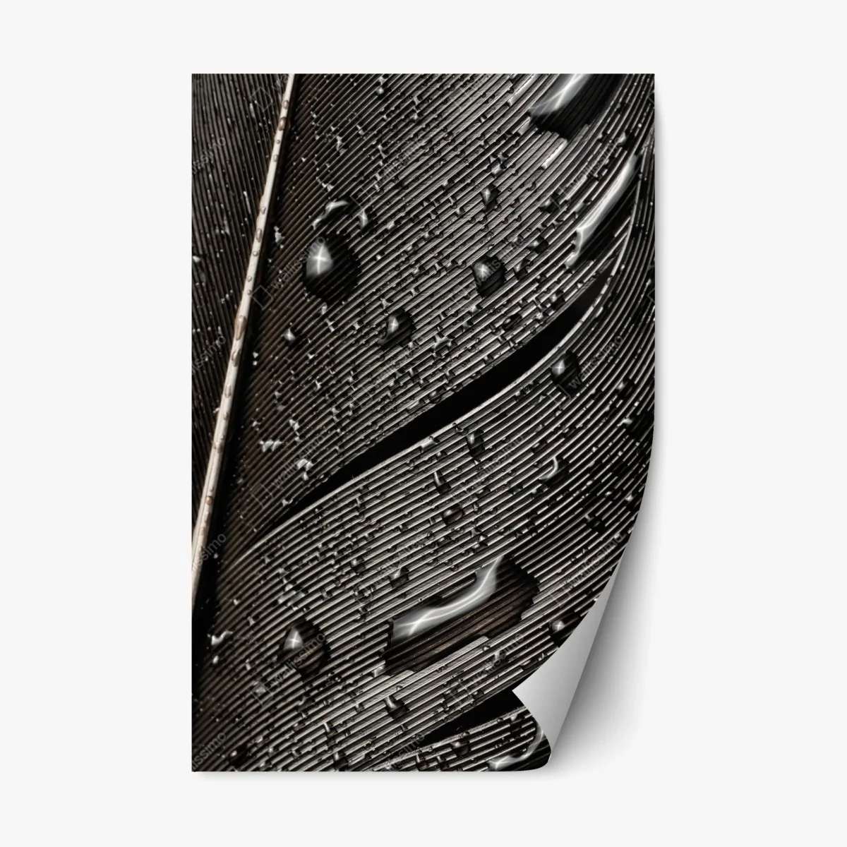 Adesivo riposizionabile dettaglio di piuma bagnata in bianco e nero • Wallissimo® Adesivo riposizionabile dettaglio di piuma bagnata in bianco e nero • Wallissimo®