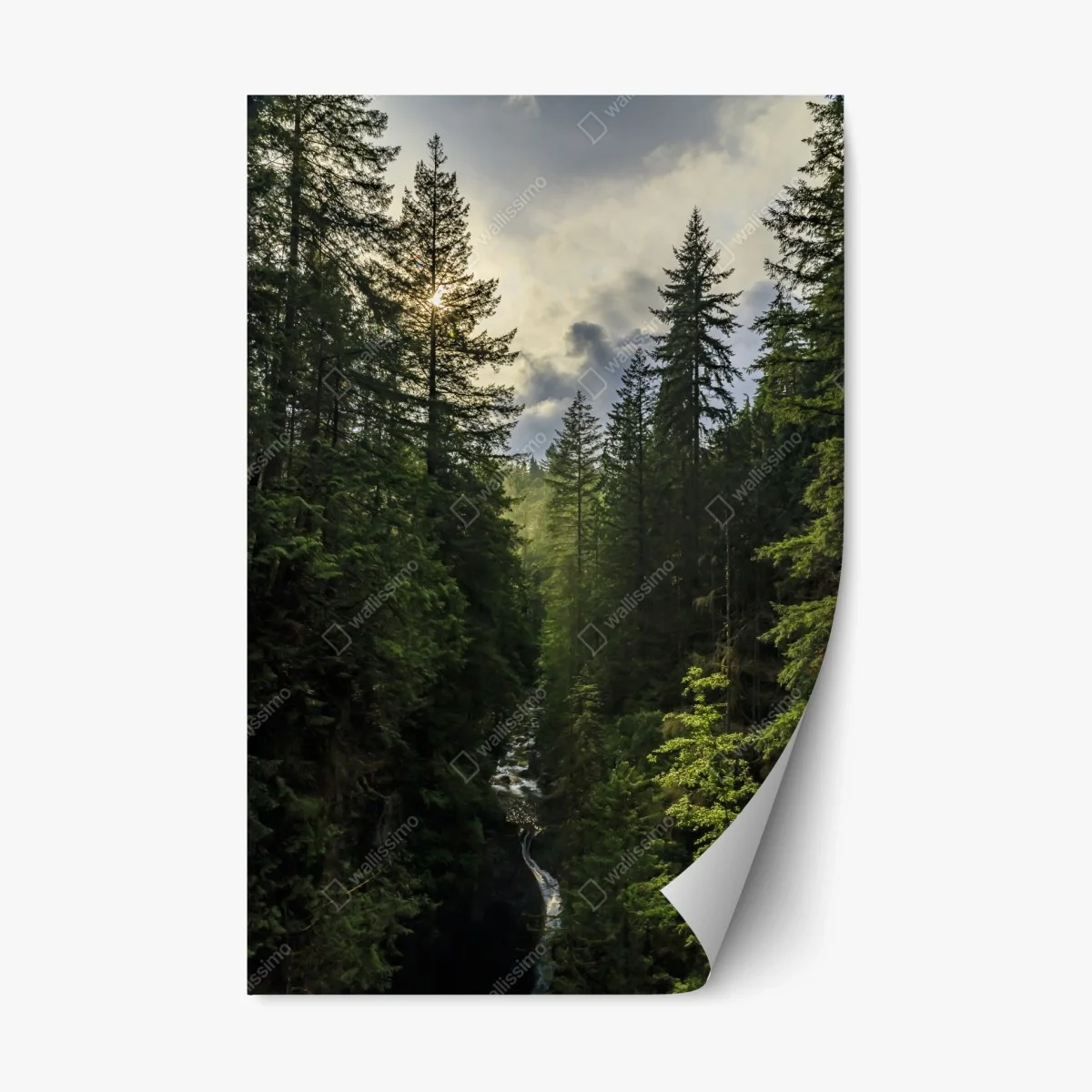 Adesivo riposizionabile luce dorata nella gola della foresta • Wallissimo® Adesivo riposizionabile luce dorata nella gola della foresta • Wallissimo®