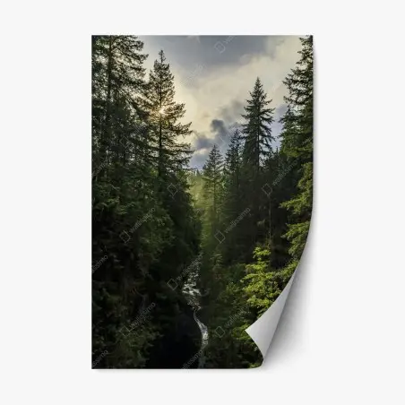 Adesivo riposizionabile luce dorata nella gola della foresta • Wallissimo®