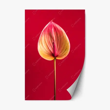 Adesivo riposizionabile anturio su sfondo rosso in stile botanico minimalista • Wallissimo®