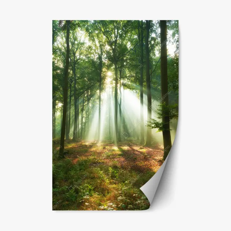 Adesivo riposizionabile mattino nel bosco: raggi di luce tra gli alberi • Wallissimo® Adesivo riposizionabile mattino nel bosco: raggi di luce tra gli alberi • Wallissimo®