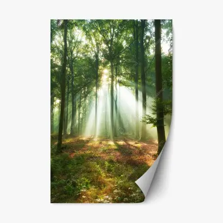 Adesivo riposizionabile mattino nel bosco: raggi di luce tra gli alberi • Wallissimo®
