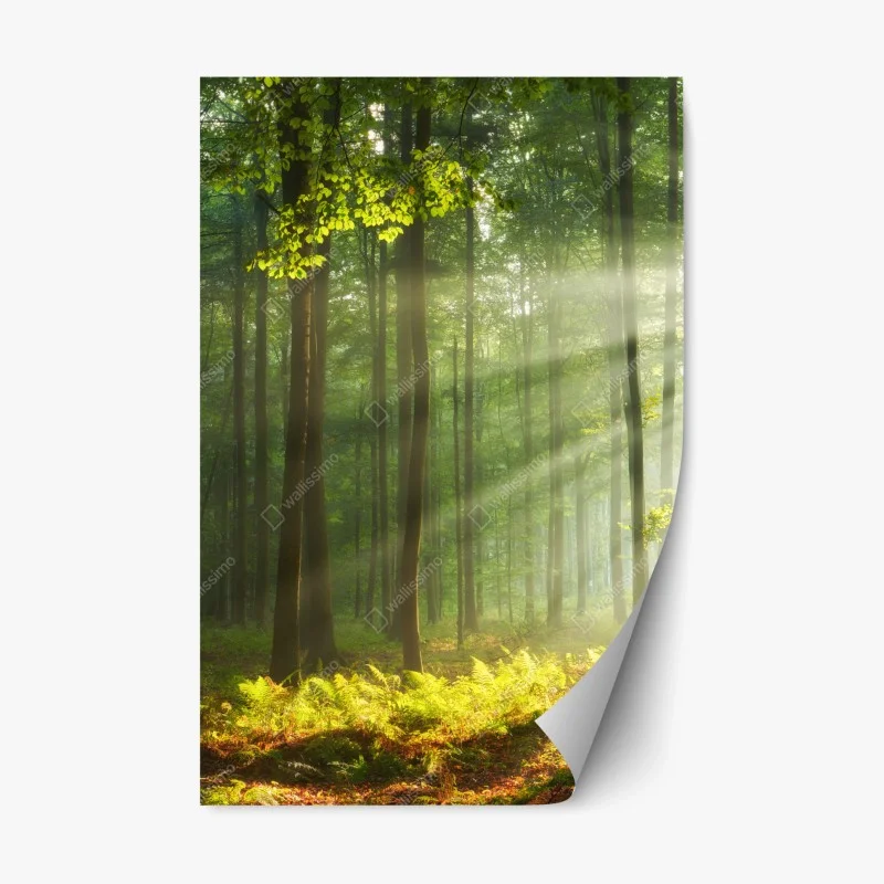 Adesivo riposizionabile mattina autunnale nella foresta antica