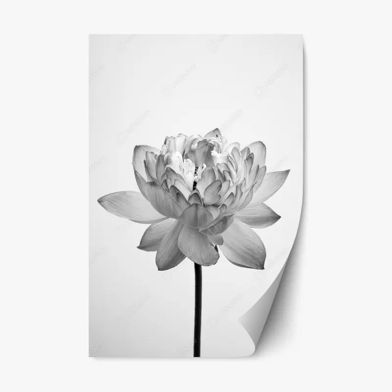 Adesivo riposizionabile fioritura di loto in bianco e nero