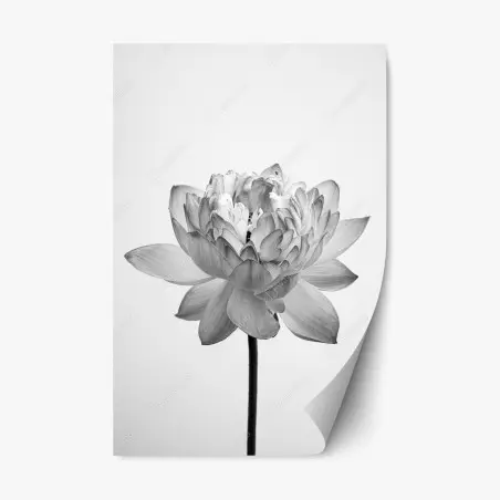 Adesivo riposizionabile fioritura di loto in bianco e nero • Wallissimo®