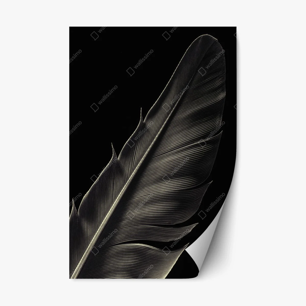 Adesivo riposizionabile piuma in primo piano, eleganza in bianco e nero • Wallissimo® Adesivo riposizionabile piuma in primo piano, eleganza in bianco e nero • Wallissimo®