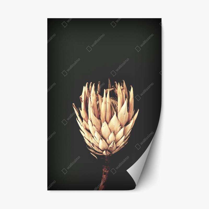 Adesivo riposizionabile protea essiccata su sfondo scuro, botanica minimal