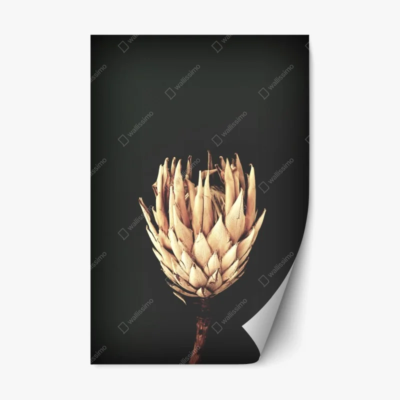 Adesivo riposizionabile protea essiccata su sfondo scuro, botanica minimal