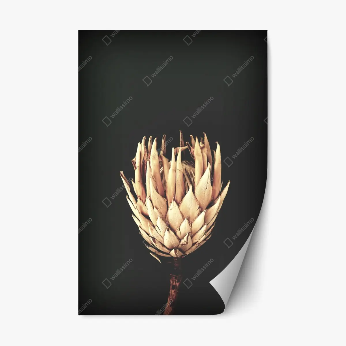 Adesivo riposizionabile protea essiccata su sfondo scuro, botanica minimal • Wallissimo®