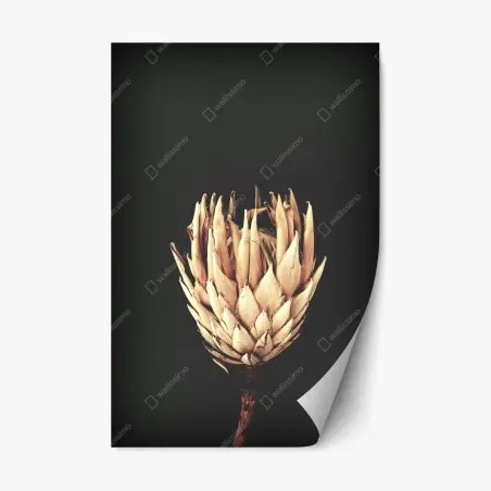 Adesivo riposizionabile protea essiccata su sfondo scuro, botanica minimal • Wallissimo®