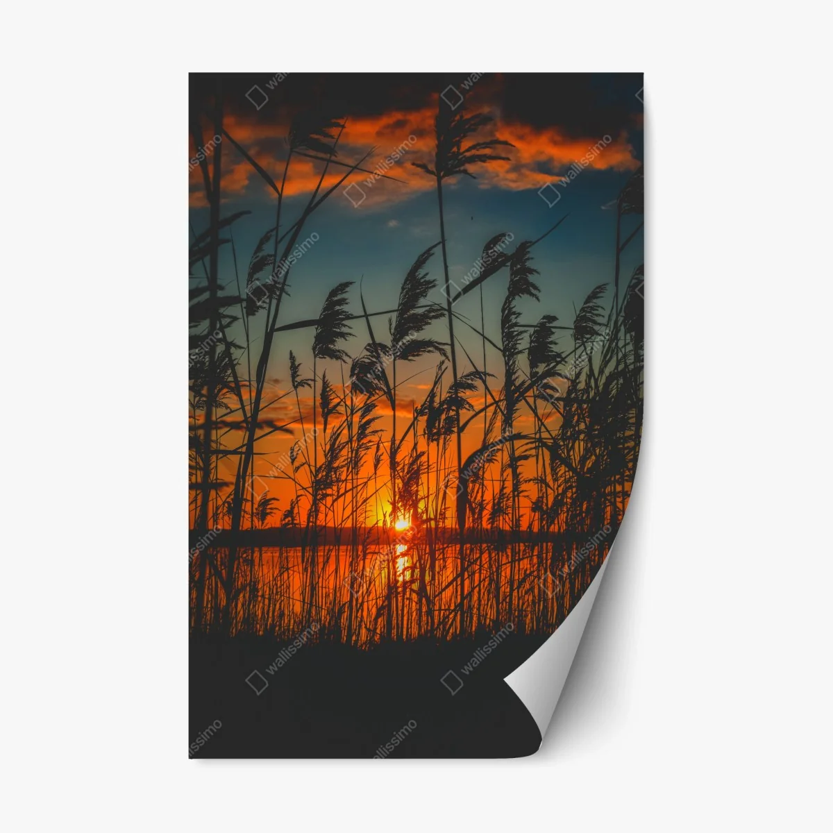 Adesivo riposizionabile tramonto sulle rive: silhouette di canne al vento • Wallissimo® Adesivo riposizionabile tramonto sulle rive: silhouette di canne al vento • Wallissimo®