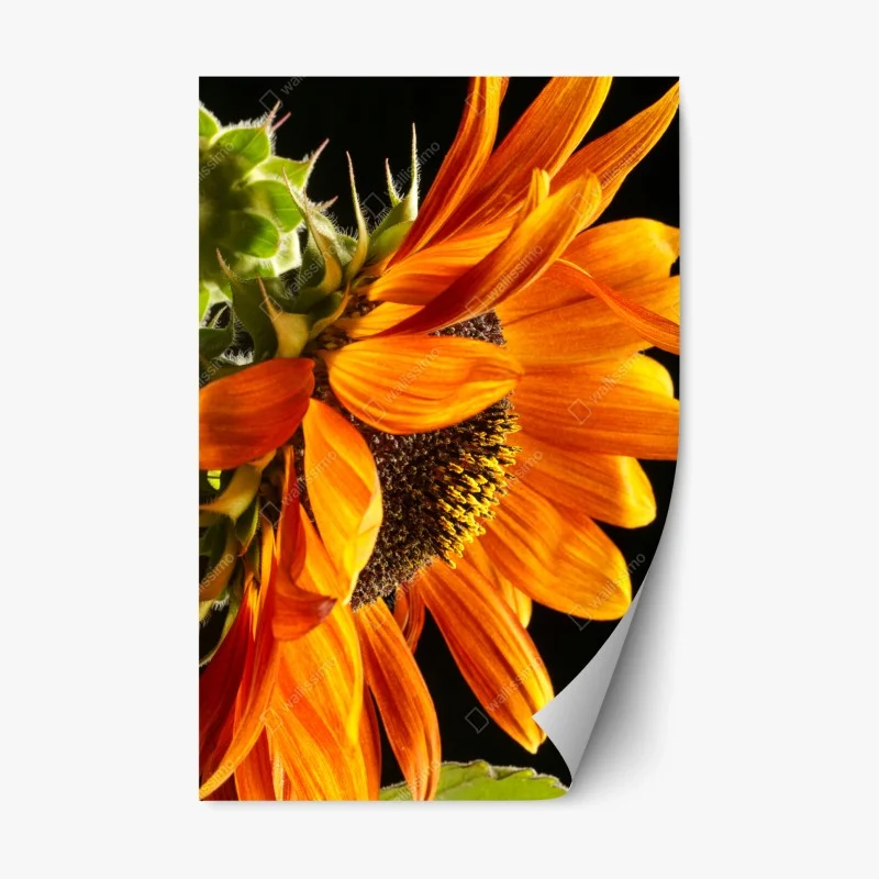 Adesivo riposizionabile girasole arancione in primo piano