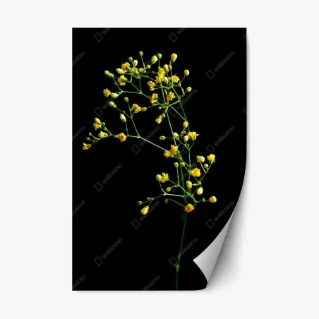 Adesivo riposizionabile elegante gipsofila gialla su sfondo nero • Wallissimo®