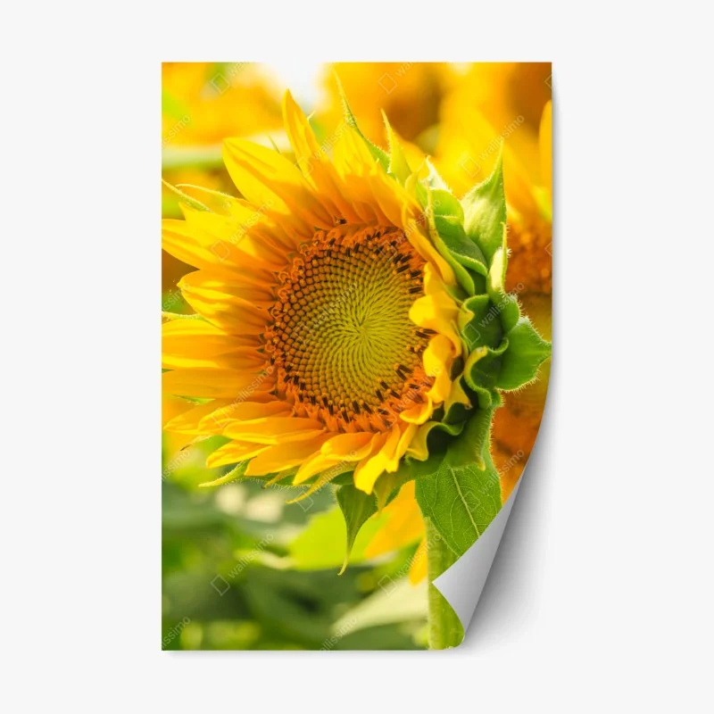 Adesivo riposizionabile girasole in primo piano dal colore solare