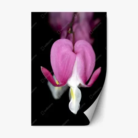 Adesivo riposizionabile fiore a forma di cuore su sfondo nero • Wallissimo®