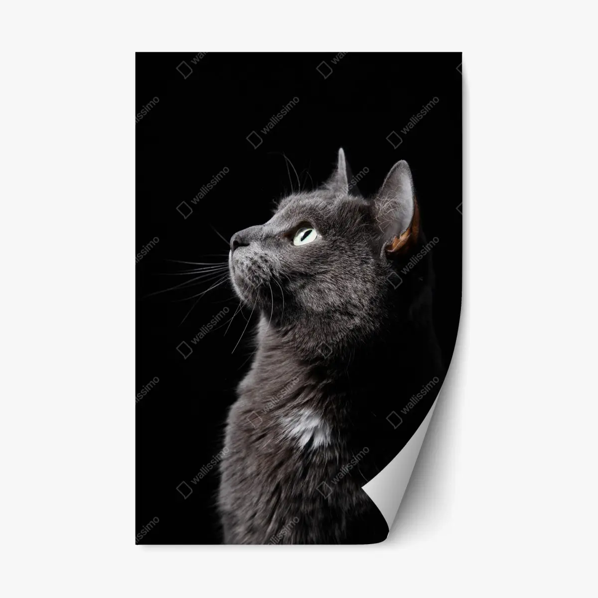 Adesivo riposizionabile ritratto etereo di gatto grigio • Wallissimo®
