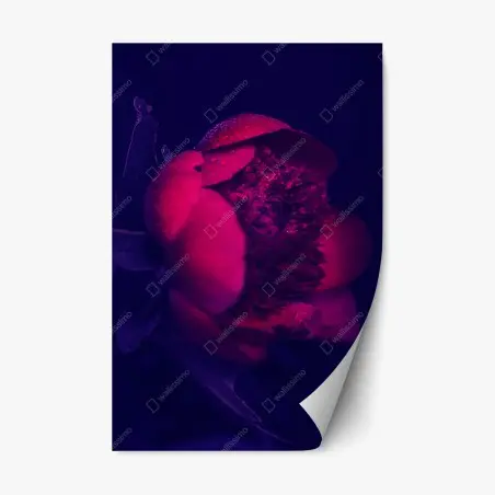 Adesivo riposizionabile peonia notturna con rugiada • Wallissimo®