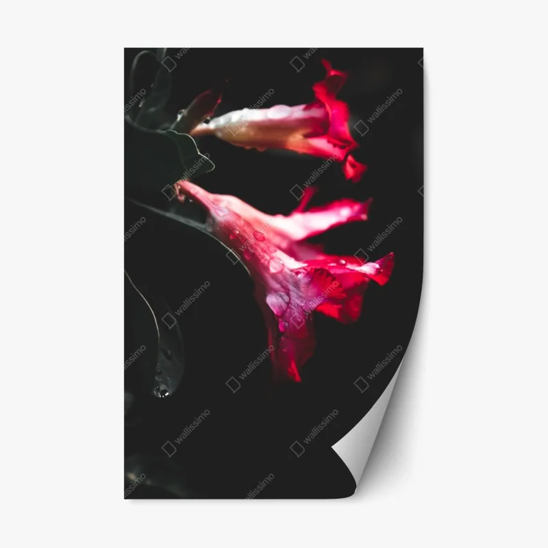 Adesivo riposizionabile eleganza floreale su fondo scuro