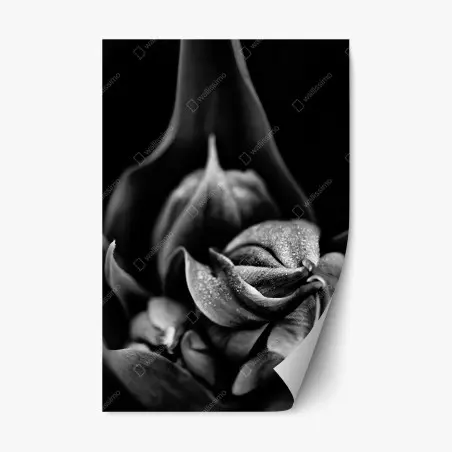 Adesivo riposizionabile gocce su petali in bianco e nero • Wallissimo®