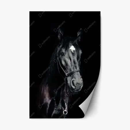 Adesivo riposizionabile ritratto elegante di cavallo su sfondo scuro • Wallissimo®