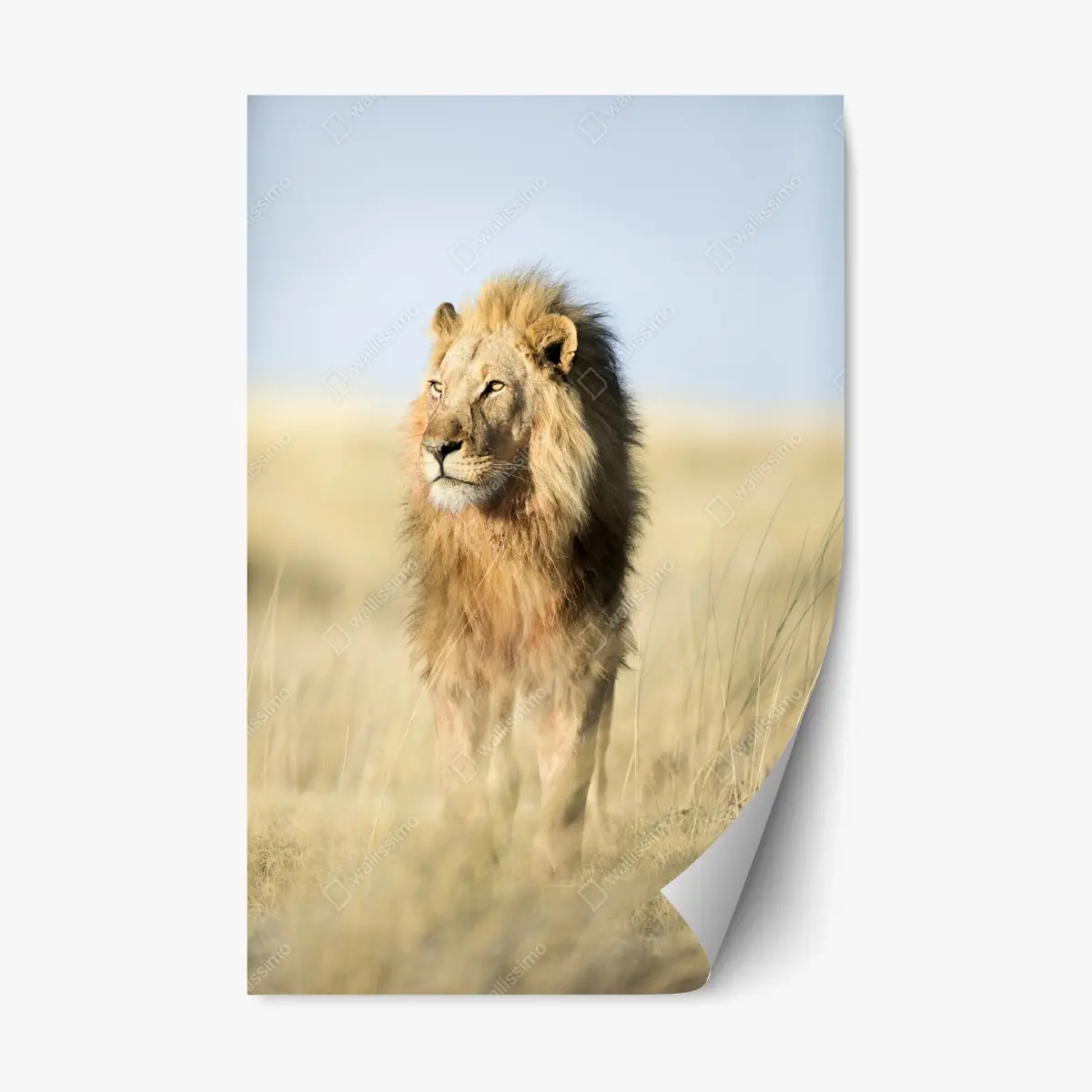 Adesivo riposizionabile il re della savana • Wallissimo®