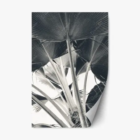 Adesivo riposizionabile dettaglio di palme a ventaglio in bianco e nero • Wallissimo®