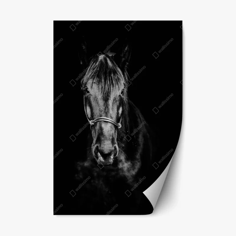 Adesivo riposizionabile ritratto intenso di cavallo in bianco e nero