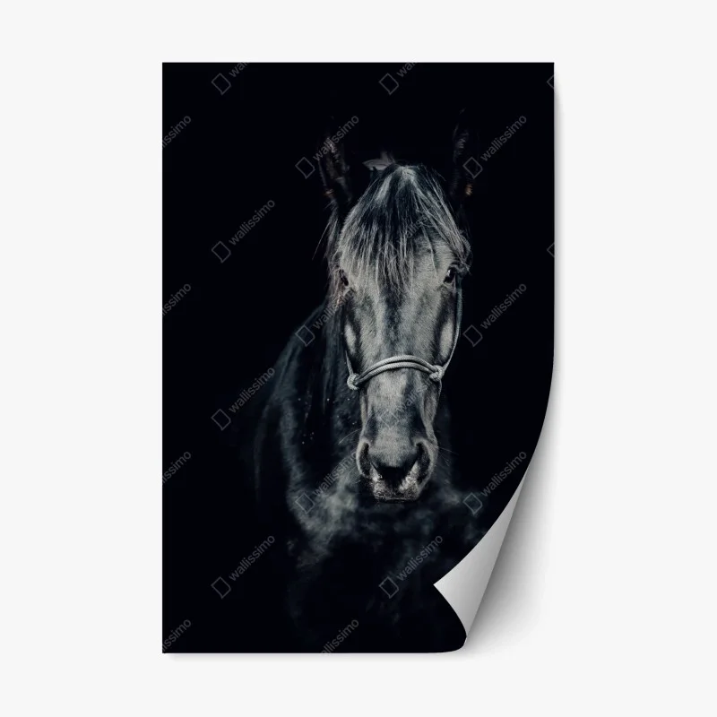 Adesivo riposizionabile sguardo d'inverno: ritratto di cavallo nero