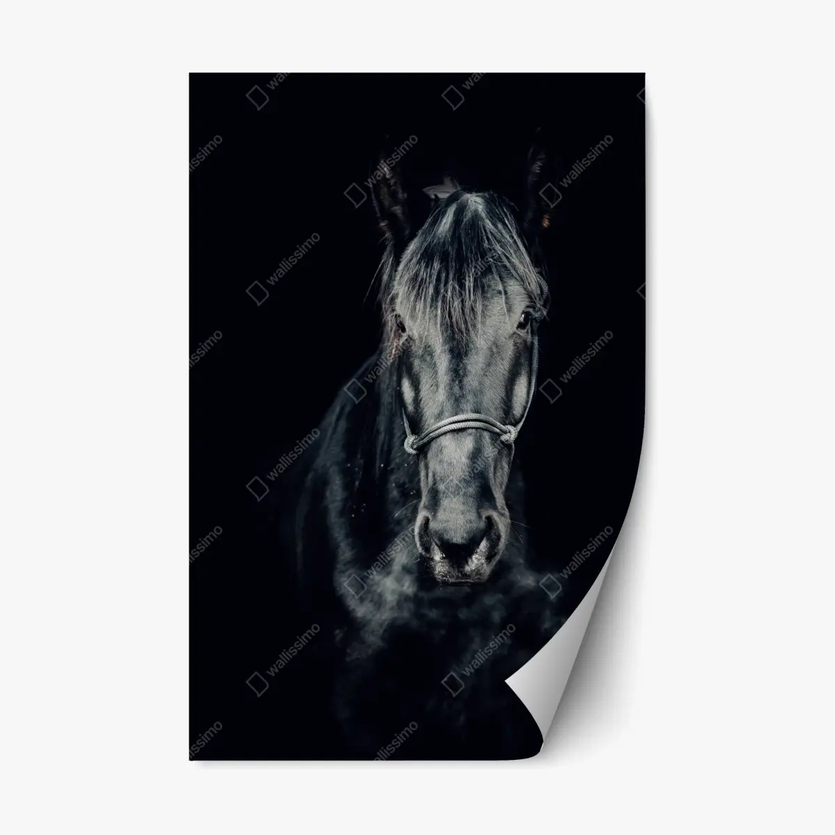 Adesivo riposizionabile sguardo d'inverno: ritratto di cavallo nero • Wallissimo®