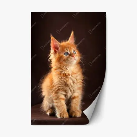 Adesivo riposizionabile gattino arancione dal manto soffice e occhi azzurri • Wallissimo®