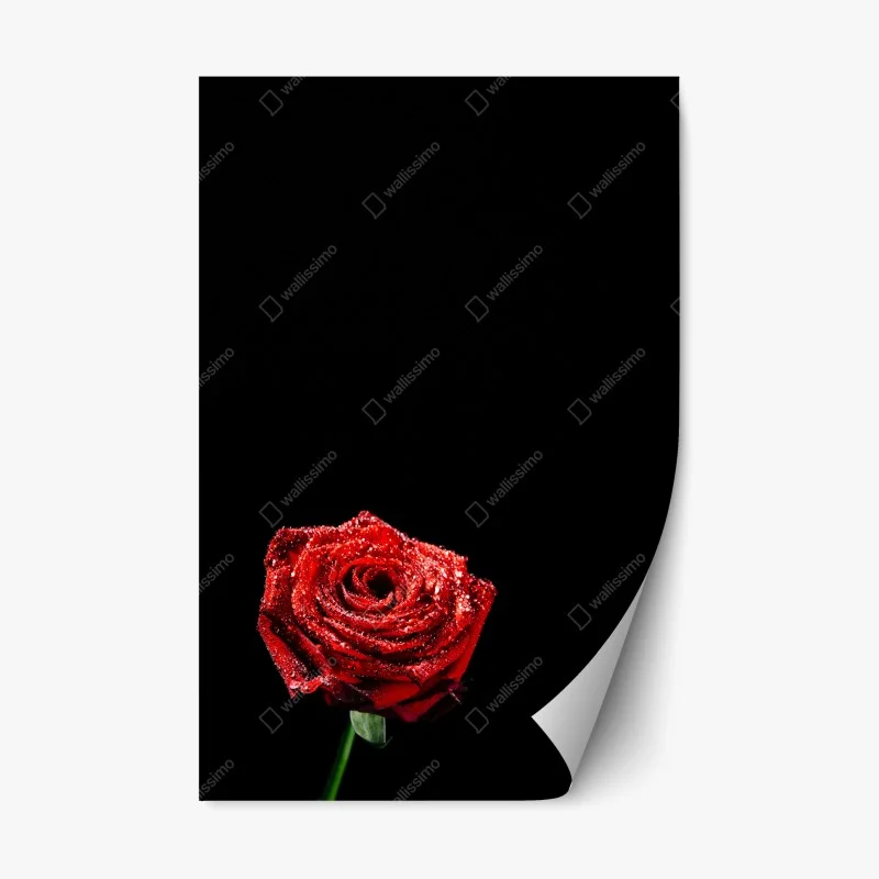 Adesivo riposizionabile rosa rossa su sfondo nero con gocce di rugiada