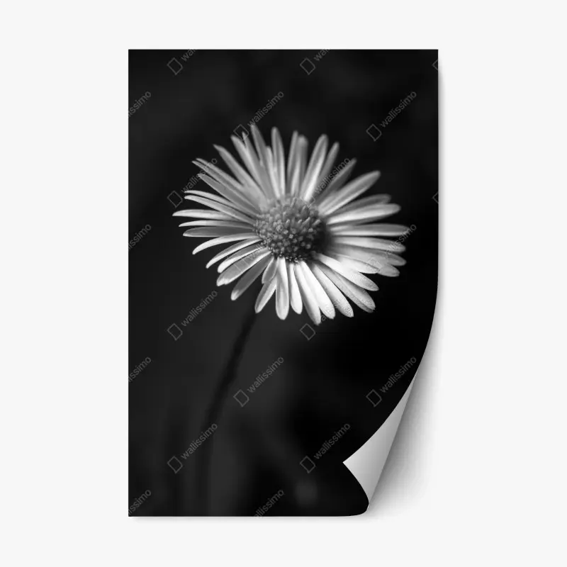Adesivo riposizionabile margherita in bianco e nero, eleganza naturale
