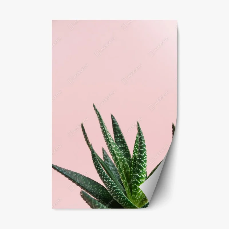 Adesivo riposizionabile aloe su sfondo rosa minimalista