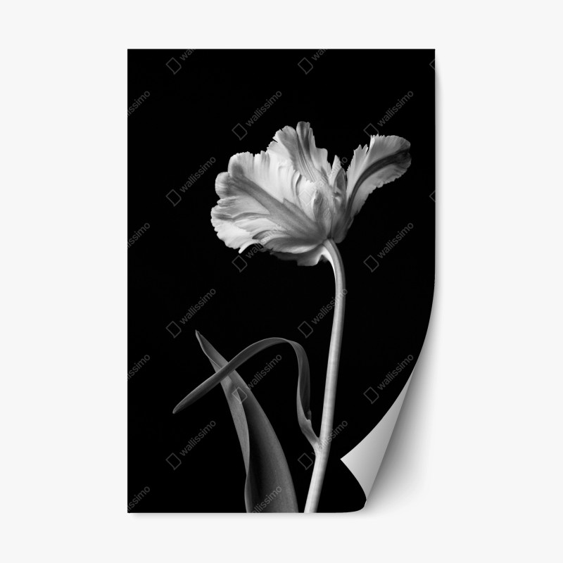Adesivo riposizionabile tulipano in bianco e nero minimalista