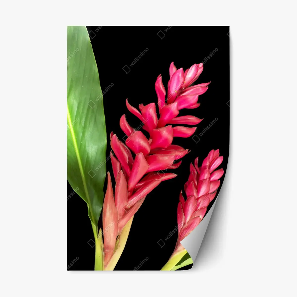 Adesivo riposizionabile fioritura tropicale rossa su sfondo nero • Wallissimo® Adesivo riposizionabile fioritura tropicale rossa su sfondo nero • Wallissimo®