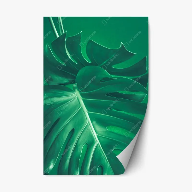 Adesivo riposizionabile elegante foglia di monstera su sfondo verde