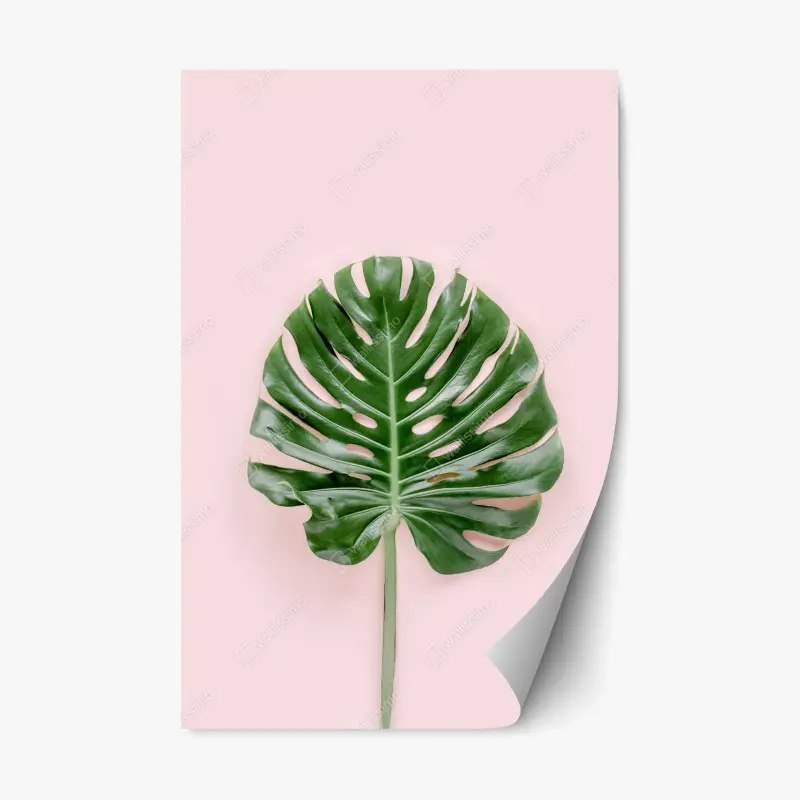 Adesivo riposizionabile foglia di monstera su sfondo rosa pastello • Wallissimo®