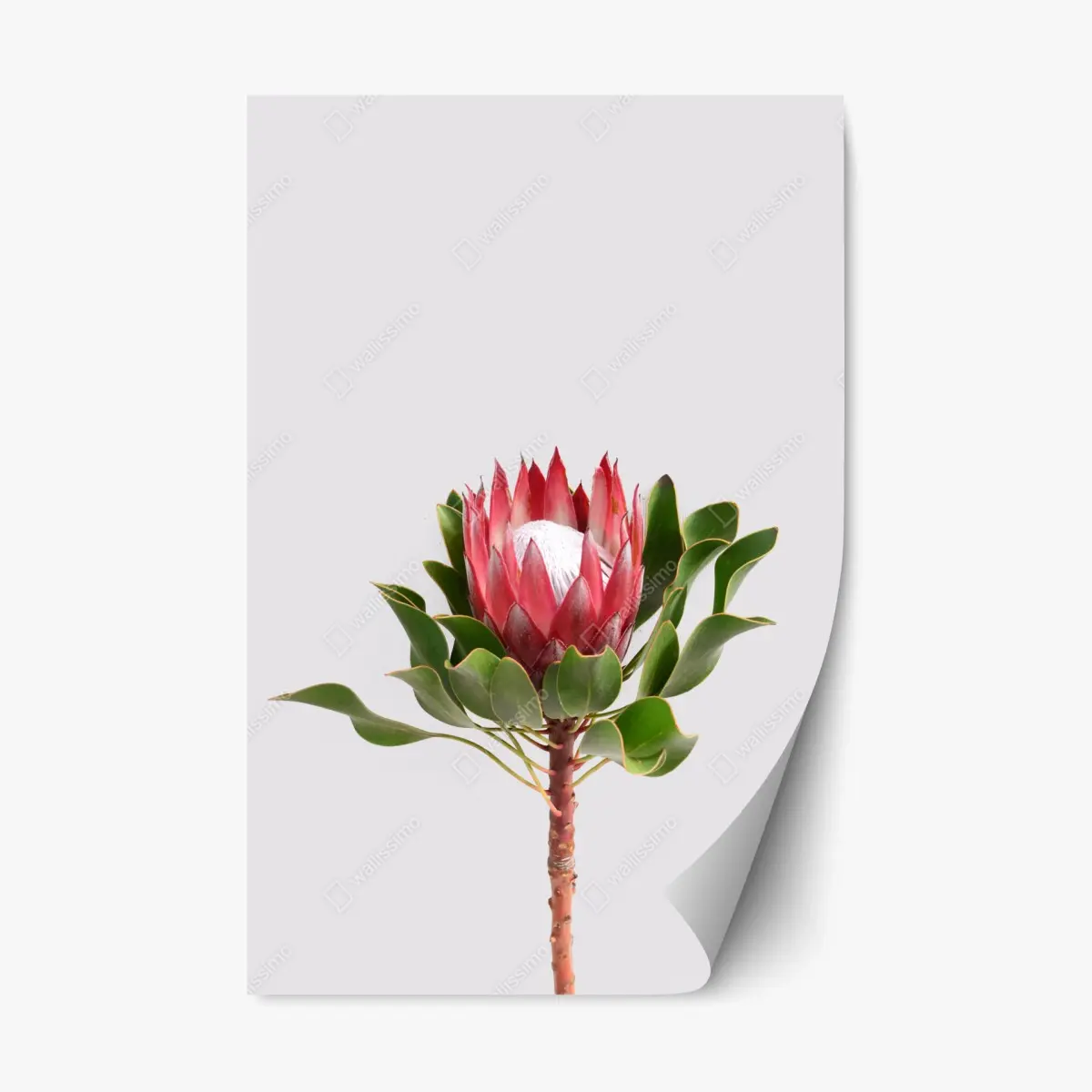 Adesivo riposizionabile protea regale su sfondo minimalista • Wallissimo®