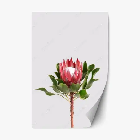 Adesivo riposizionabile protea regale su sfondo minimalista • Wallissimo®