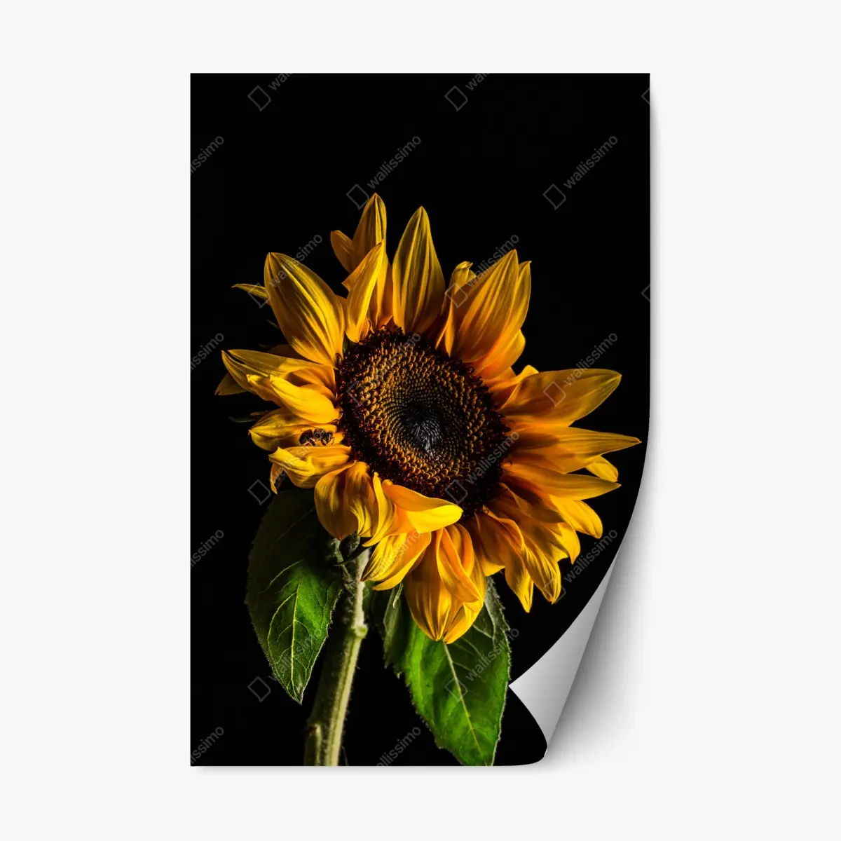 Adesivo riposizionabile girasole dorato su sfondo nero • Wallissimo®