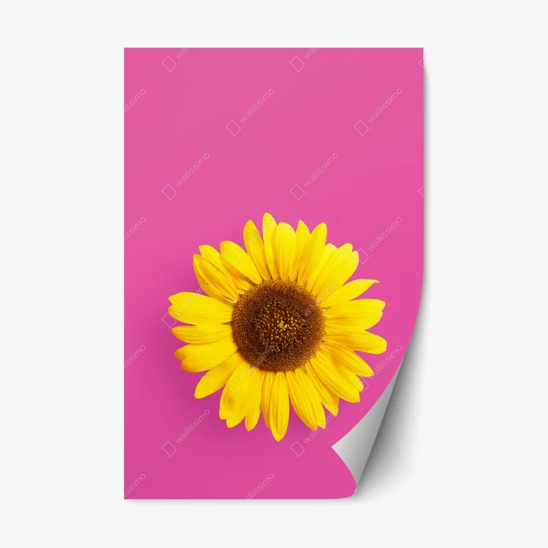 Adesivo riposizionabile girasole brillante su sfondo rosa