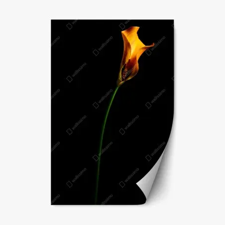 Adesivo riposizionabile calla arancione su sfondo nero • Wallissimo®