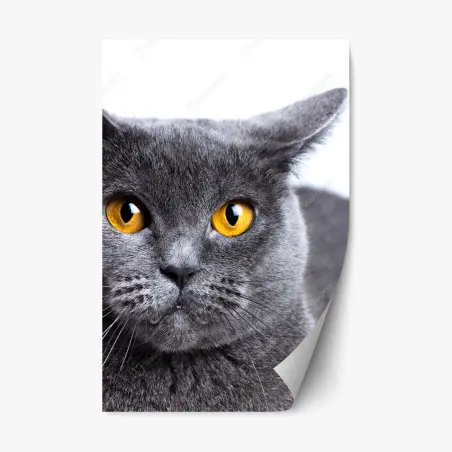 Adesivo riposizionabile sguardo dorato del gatto grigio • Wallissimo®