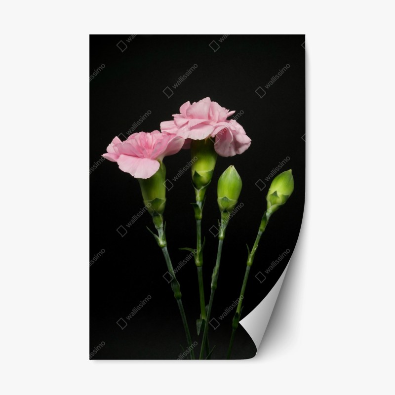 Adesivo riposizionabile garofani rosa su sfondo nero