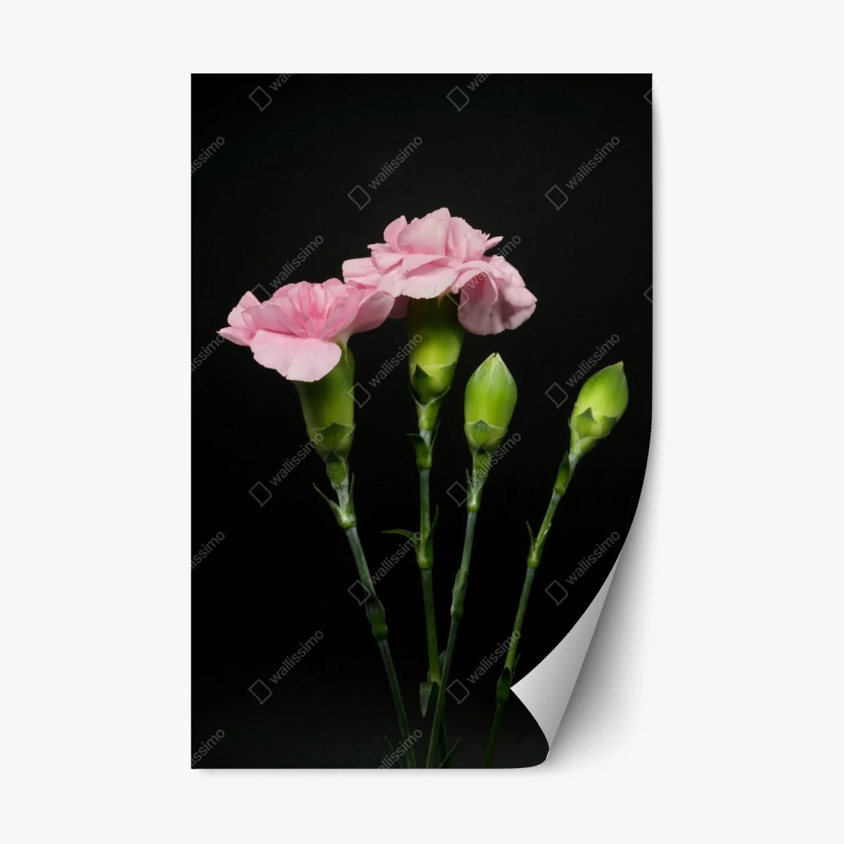 Adesivo riposizionabile garofani rosa su sfondo nero • Wallissimo® Adesivo riposizionabile garofani rosa su sfondo nero • Wallissimo®