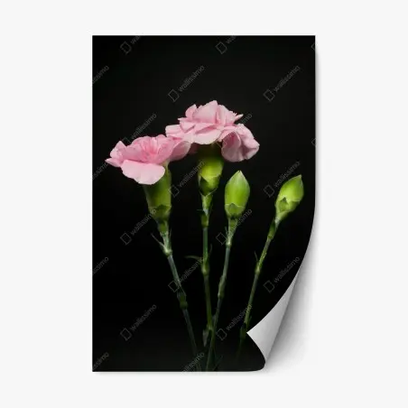 Adesivo riposizionabile garofani rosa su sfondo nero • Wallissimo®