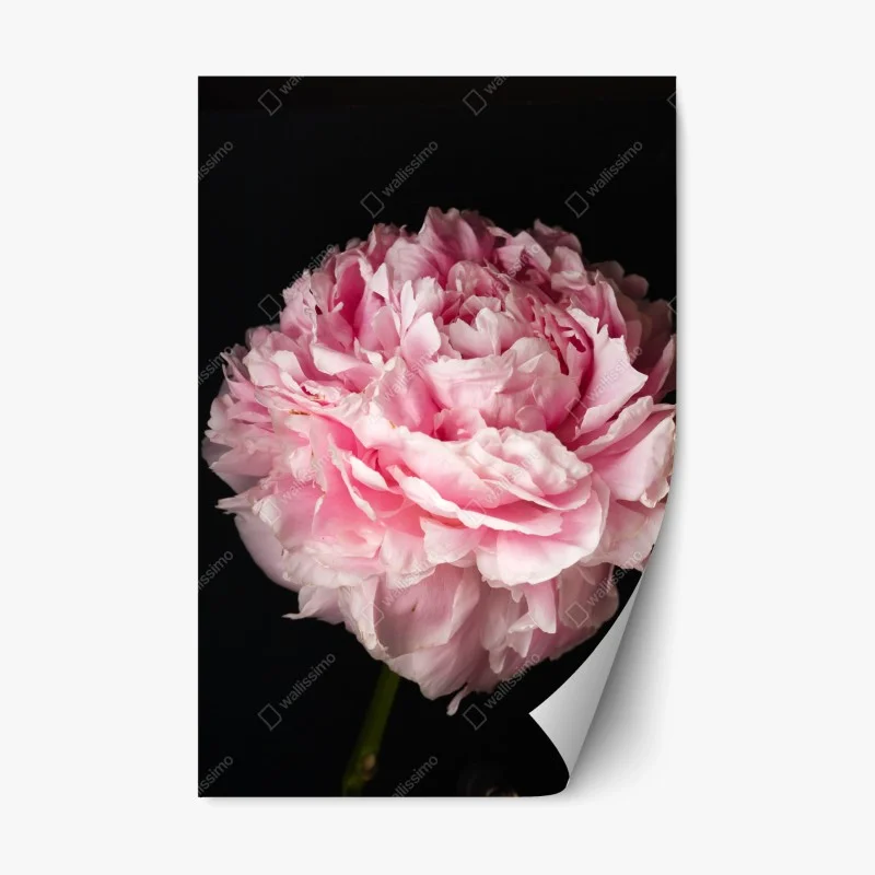 Adesivo riposizionabile peonia rosa in primo piano su sfondo nero